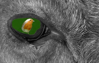 Bird's Eye View 2